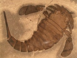 Eurypterus remipes. Photo: Yale University